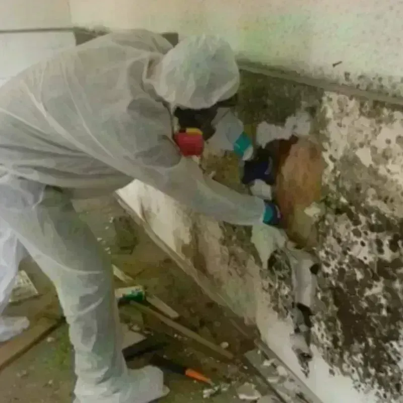 Mold Remediation and Removal in Aberdeen, WA